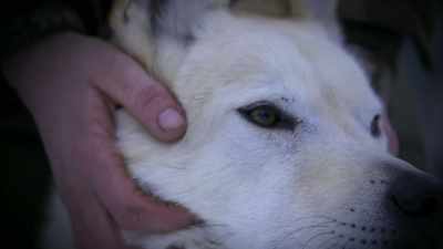 My goal has always
been to give Sipsey, um, - Life Below Zero: Next Generation