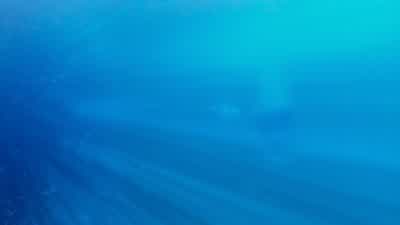 Oh my goodness Kill the motor dude - Finding Nemo