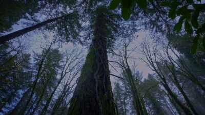 My grandpa, - Trees and Other Entanglements