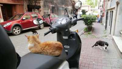 "My hood." - Kedi