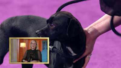 My husband saw online - 2022 American Rescue Dog Show
