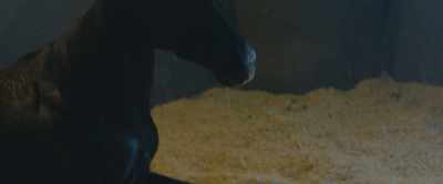 My legs began to shake so hard
I couldn't even stand. - Black Beauty