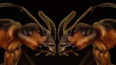 My legs got, like,
chewed off by a termite." - Absurd Planet