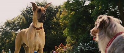 My name's Marmaduke - Marmaduke