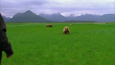 My opinion I think Treadwell thought these bears - Grizzly Man