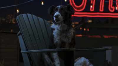 My partner, my mentor, got
hurt. I've never gotten over it. - Cats & Dogs 3: Paws Unite