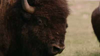 My people lived with them - The American Buffalo