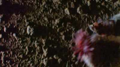 My pink, star-shaped nose - Absurd Planet