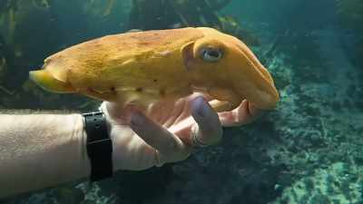 My relationship with the sea forest
and its creatures deepens... - My Octopus Teacher