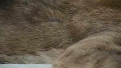 My thought process is they likely were
exposed to a milder exposure or dose - Path of the Panther