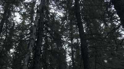 My two main competitors here
is the owl and the lynx, - Life Below Zero: Next Generation