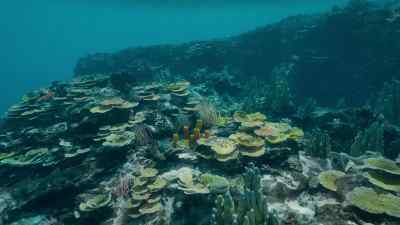 Myriads of these marine creatures
encrust the solid rock. - Prehistoric Planet