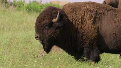 N. Scott Momaday: The buffalo
was iconic and sacred, - The American Buffalo