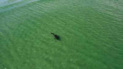 Naar het roofzuchtige gedrag
van de witte haai. - Return of the White Shark