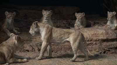 Nala. Scar is the king. - The Lion King