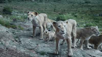 Nala, stay close. - The Lion King
