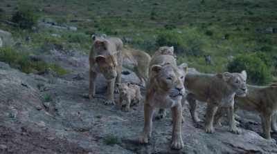 Nala, stay close. - The Lion King
