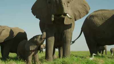 NALLA TRUMPETS - Serengeti