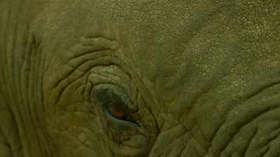 Nalla will have to help one
son into the family... - Serengeti
