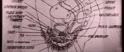 Names and information
about these organs - The Disappearance of Shere Hite