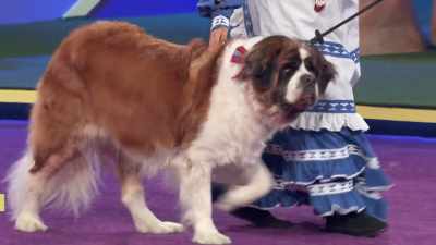 Nana Bear, a St. Bernard - 2022 American Rescue Dog Show