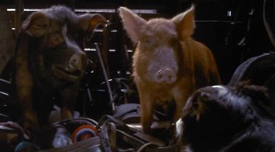 Napolean I want to see my puppies - Animal Farm