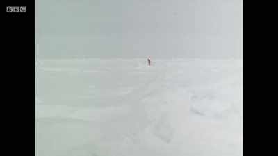 NARRATION: The first problem is
where to plant your pole. - Michael Palin: Travels of a Lifetime