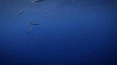 NARRATOR: A big
great white comes in, - Shark Attack Files