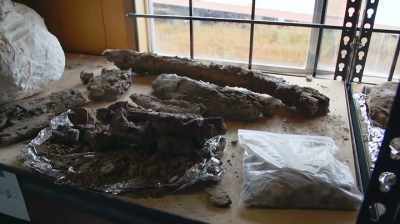 Narrator:
A COUPLE YEARS BACK, - Dino Hunters
