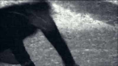 Narrator: A CREATURE FILMED
LURKING IN THE SHADOWS. - Strange Evidence
