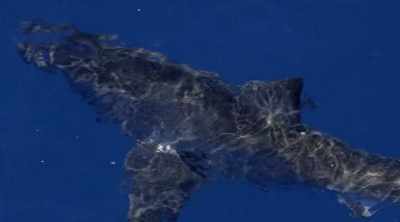 NARRATOR: A great
white shark stalks - Shark Attack Files