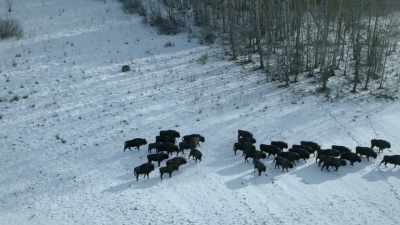 NARRATOR: A group of animals - Europe From Above