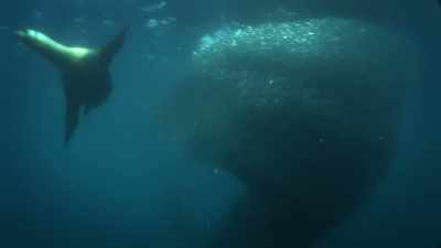 NARRATOR: A huge herring run,
rather than the quake, - United States of Animals