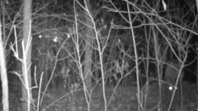 NARRATOR: A lone coywolf,
scratching, hunting, - United States of Animals