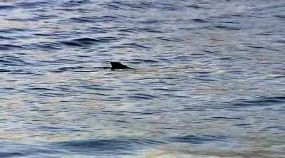 NARRATOR: A massive fin moves
terrifyingly close to shore. - Shark Attack Files