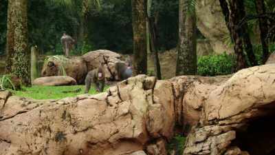 NARRATOR: A month and a half has passed
since new male Linus - Magic of Disney's Animal Kingdom