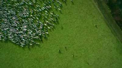 NARRATOR: A shepherd
taking around 100 sheep - Europe From Above