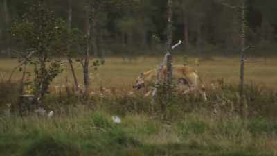 NARRATOR: After a long day
waiting for dibs on a carcass, - Wild Nordic