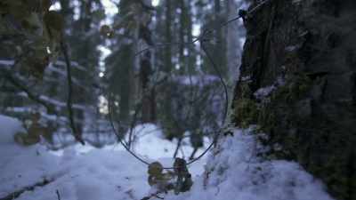 NARRATOR: After leaving
his rabbit traps overnight, - Life Below Zero: Next Generation