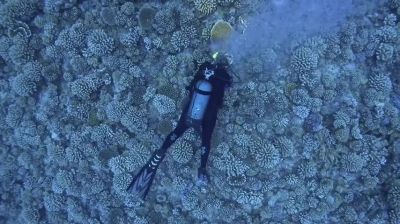 NARRATOR:
An impending ocean heatwave
threatens the reef, - Nova