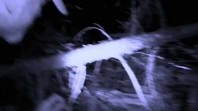 [narrator]  ...and a mysterio
 hair sample  [bleep] - Expedition Bigfoot