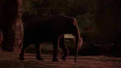NARRATOR: And as always, where Mac goes... - Magic of Disney's Animal Kingdom