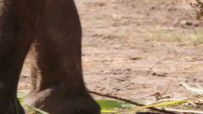 NARRATOR: And where five-and-a-half-ton
Mac goes... - Magic of Disney's Animal Kingdom