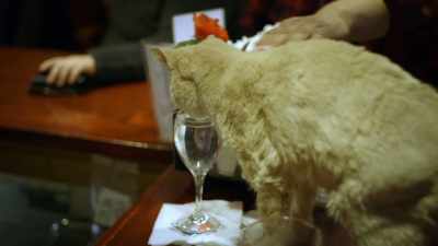 NARRATOR:
And maybe join him for happy hour. - United States of Animals