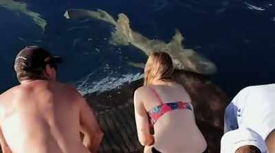 NARRATOR: And as researchers
continue to investigate the - Shark Attack Files
