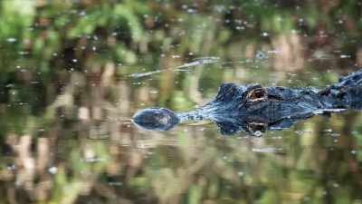 NARRATOR: And to survive
in the Everglades, - United States of Animals
