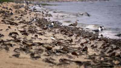 NARRATOR:
And for the threatened rufa red knot, - United States of Animals