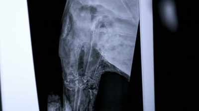  Narrator: And the
 x-rays reveal one
 more intriguing clue. - Pompeii: Secrets of the Dead