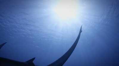 NARRATOR: And there's
another super-sense, smell. - Shark Attack Files