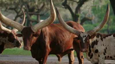 NARRATOR: And these nosy neighbors - Magic of Disney's Animal Kingdom
